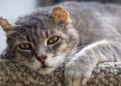 clínica Veterinaria Los Robles - Alimentos de mascotas, Farmacia, Cuidado de animales