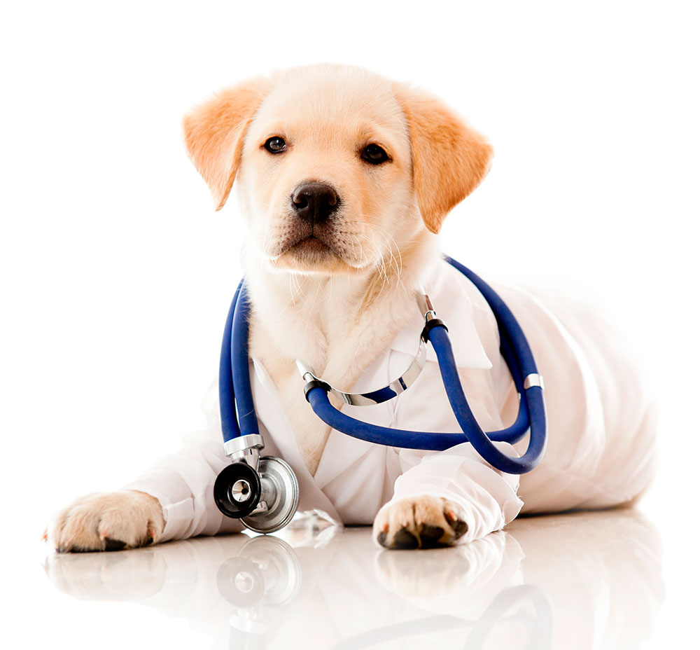 clínica Veterinaria Los Robles - Alimentos de mascotas, Farmacia, Cuidado de animales